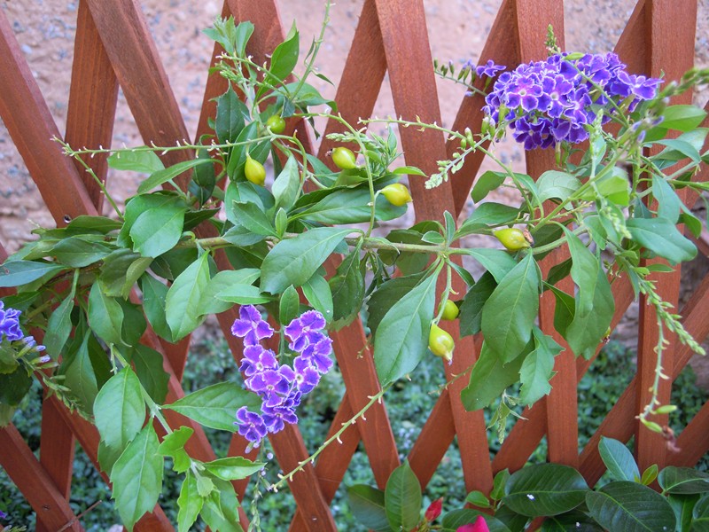 Che fiore ?  Duranta erecta (Verbenaceae)